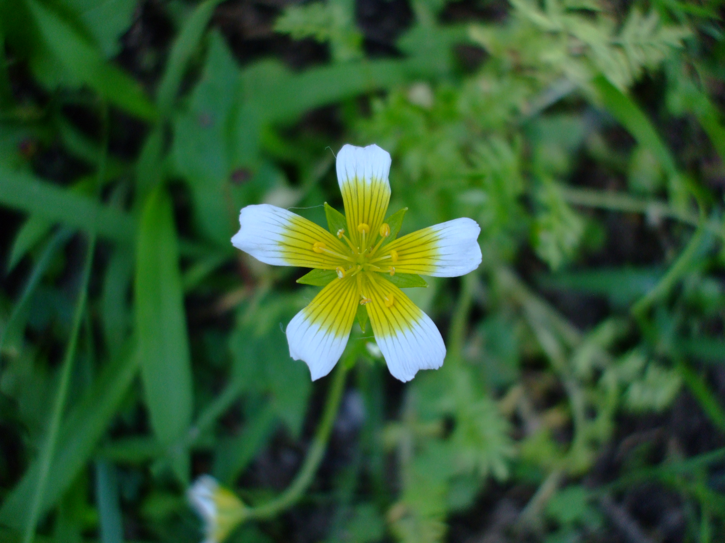 Limnanthes douglasii